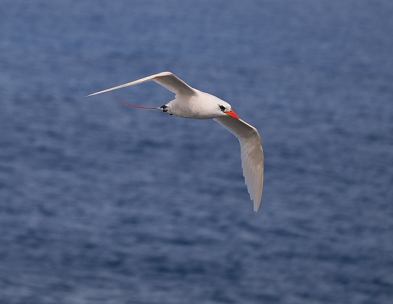 image Red-tailed Tropicbird